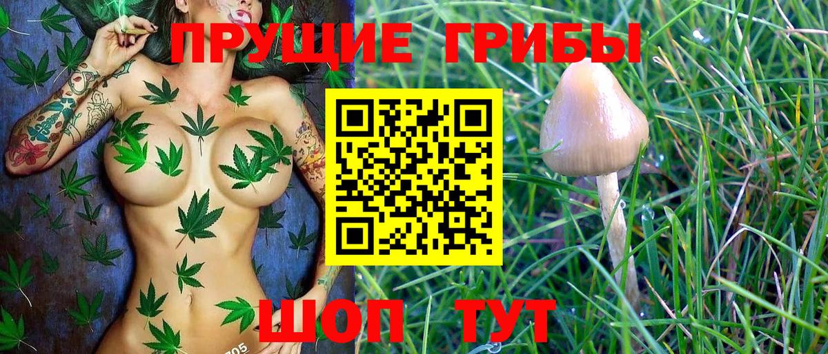Псилоцибиновые грибы прущие грибы Тара